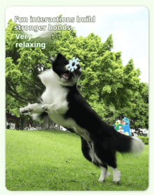 Pet Interactive Flywheel,Dog Frisbee Toy,Fun Interactions Buildstronger Bonds (Option: MacaroonGreen)