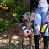Adjustable Dog Sling Carrier – Hands-Free Pet Chest Carrier with Safety Leash