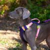 Adjustable Dog Sling Carrier – Hands-Free Pet Chest Carrier with Safety Leash