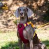 Adjustable Dog Sling Carrier – Hands-Free Pet Chest Carrier with Safety Leash